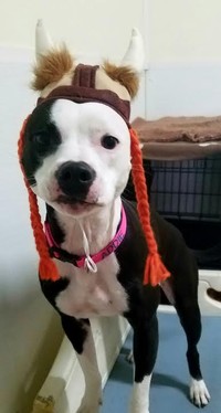 Dog with viking hat Dog with viking hat